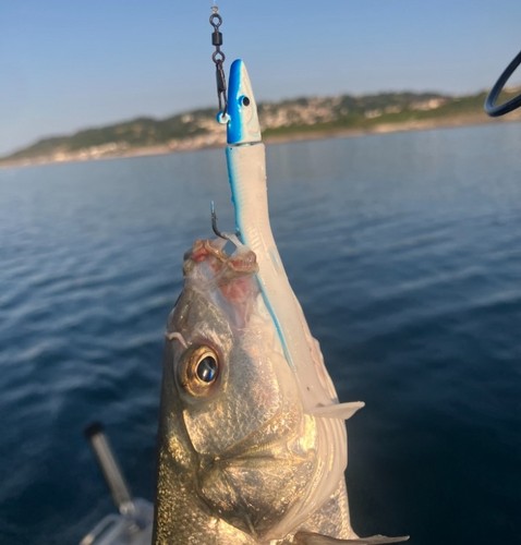 Bass fishing lures - bass,